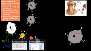 SB52 T and B lymphocytes HSC biology [upl. by Gaylor]