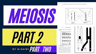 MEIOSIS PART 2 MADE EASY GRADE 12 LIFE SCIENCES BY MSAIDI THUNDEREDUC [upl. by Hedvig20]