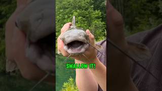 HOW TO Catch MORE Catfish EVERY Time shorts fishing [upl. by Aenaj]