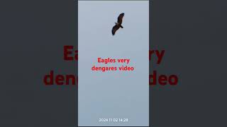 Eagle very dengeres video [upl. by Toulon]