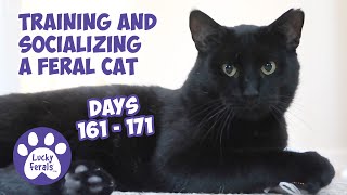 Training And Socializing A Feral Cat  Part 18  Days 161  171  Cat Video Compilation [upl. by Jeffrey]