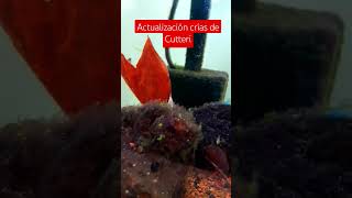 Las crías de Cryptoheros cutteri siguen creciendo 😍 acuarofilia fish fishtank peces [upl. by Pincas]