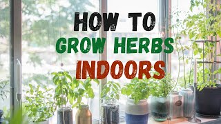 Indoor Herb Growing Made Easy Unleash Your Green Thumb Today Pt 2 indoorgardening [upl. by Thay]