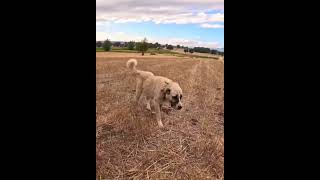 Turkish Kangal Dog Vs Wolf Fight shorts [upl. by Thacher]