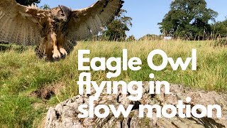 European Eagle Owl flying in stunning slow motion  Short Video [upl. by Alyakim710]