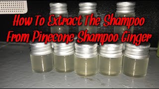 How To Extract The Shampoo From Pinecone Shampoo Ginger [upl. by Iong837]