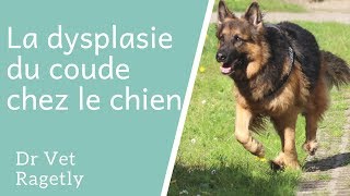 La dysplasie du coude chez le chien [upl. by Childers863]