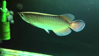 Malaysian Green Arowana [upl. by Nyrahtak943]