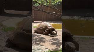 Tortoise Cane toad and Meerkats [upl. by Libbie328]