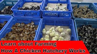 Tour How a Hatchery Works [upl. by Nitsirhc]