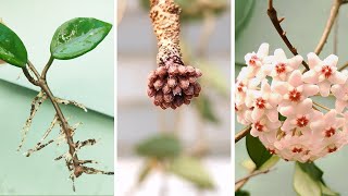 How to Propagate Hoya Carnosa from Stem Cuttings  Hoya Care Tips to Many Blooms [upl. by Blayze288]