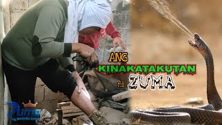 Zuma napasigaw sa TAKOT  ang kinatatakutan ni zuma [upl. by Teresa]