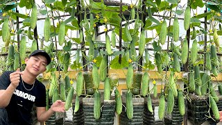 Secret Growing HighYield Cucumbers Continuous Harvesting And YearRound Planting [upl. by Perrie828]