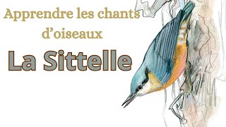 réup APPRENDRE LES CHANTS DOISEAUX  La Sittelle torchepot [upl. by Yasmeen]