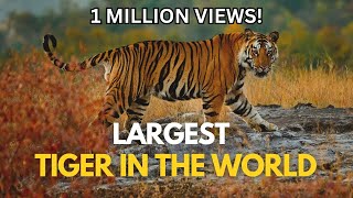 Largest Tiger in the World [upl. by Tteltrab]