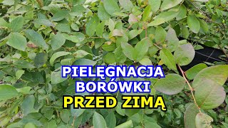 Borówki PRZED ZIMĄ  Ważna Pielęgnacja  Czy coś jeszcze trzeba robić Oprysk Nawożenie Okrywanie [upl. by Faina643]