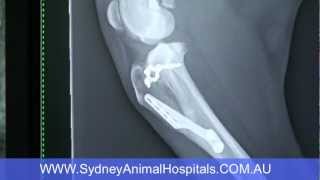 Sydney Animal Hospitals Dog Cruciate Ligament Surgery Brooklyn PreOp Xray [upl. by Enybor]