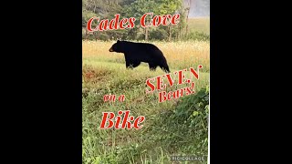 Cades Cove on Bicycles with SEVEN Bears [upl. by Ricardama]