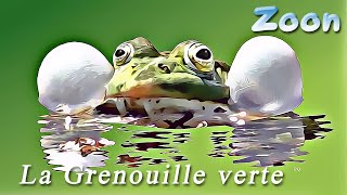 La Grenouille verte  un coassement bien bruyant   The edible frog [upl. by Bonita]