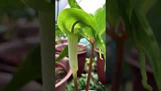 Arisaema filiforme in bloom ArisaemaFiliforme javaniskaelflora [upl. by Oiziruam546]