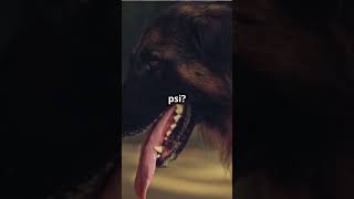 German Shepherds vs Pit Bulls  You Decide youtubeshorts germanshepherd pitbulldog [upl. by Plante215]