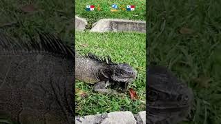 Iguanas de Panamá at Royal Decameron Panama [upl. by Lam]