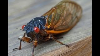 Amazing Cicada life cycle [upl. by Mloclam]