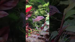 This song is obsolete because science see description for species corydoras aquarium cute [upl. by Jordans818]