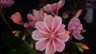 How to grow Lewisia  Bitterroot Lewisia cotyledon [upl. by Sonny]