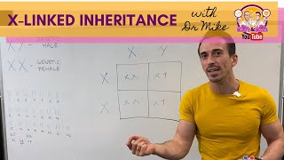 Xlinked Inheritance and Punnett Squares [upl. by Nicolette]