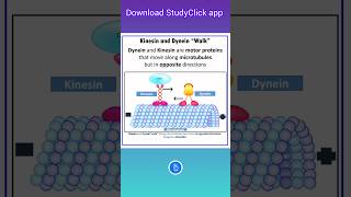 Kinesin and Dynein quotWalkquot  Motor Proteins biology [upl. by Fabriane]