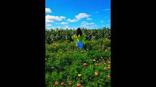 Round Ranch farm  Toronto Canada 🇨🇦 shortsfeed shorts touristattraction touristspot travel [upl. by Olnek64]