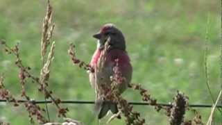 LINOTTE MélodieuseMâleCarduelis cannabina  BRUITX [upl. by Sila]