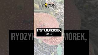 🟢 Rydzyk muchomorek czy… PomyślDziś 2029 [upl. by Sanez]