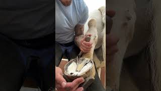 16 years in and each hoof is just as satisfying as the last😂🐴 shorts asmr horse satisfying [upl. by Regdirb]