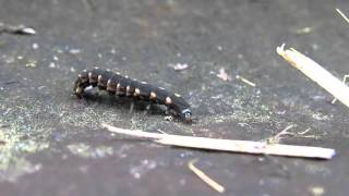 Glühwurm Larve  Lampyris noctiluca  Fire fly larva [upl. by Ahsilram]