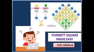 Punnett square  made easy through FOIL method Basic Life Science by debarati [upl. by Onej]