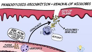 Phagocytosis  Recognition and Removal of Microbes during Inflammation [upl. by Kei973]