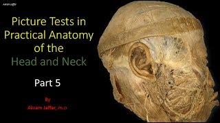 Picture tests in head and neck anatomy 5 [upl. by Ermey]