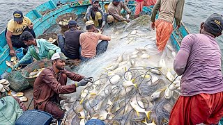 Florida pompano Fish and mullte fish sea view from karachi [upl. by Kadner411]