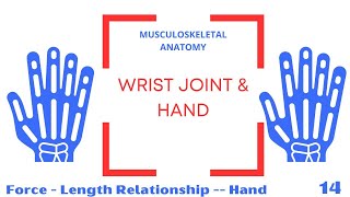 Force Length Relationship  Wrist Muscles [upl. by Jo Ann]