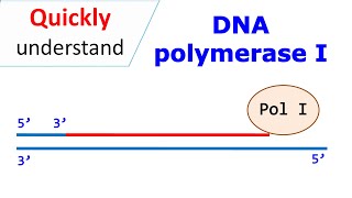 DNA polymerase I [upl. by Sparke]