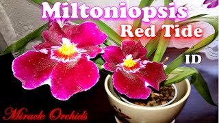 Miltoniopsis Red Tide  lovely vibrant pansy orchid rosy like scent [upl. by Elise]