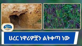 ሀረር ነዋሪዎቿን ልትቀጣ ነው [upl. by Abehsat]