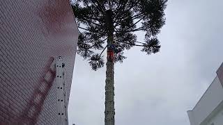 Tree Falling in Brasil WorkshopTEXaS Tree HusqvarnaMotorcyclesOfficial stihlusa [upl. by Einnaffit]