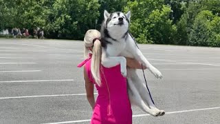 The Worlds funniest HUSKY 😁 Funny Dogs Video 2024 [upl. by Rimidalv]