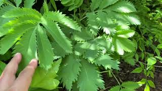 This is how the Melianthus major look after winter [upl. by Nettie]