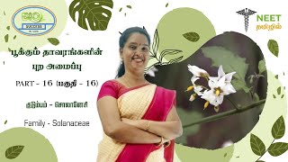 Morphology of Flowering plants  Part 16  Family  Solanaceae  NEET Tamil  NEET Biology [upl. by Sulienroc]