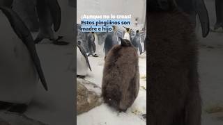 Un pingüino único KrystianVazquez [upl. by Teews]