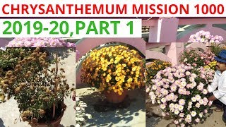 How to save chrysanthemum for next season chrysanthemum again in same season201920 part 1 [upl. by Kendall]